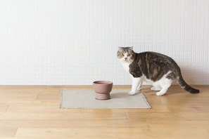2月22日“猫の日”に捧げる、猫のための陶器「猫用水飲み器」が誕生 画像