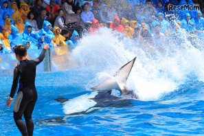 豪快なシャチの水しぶきを浴びよう！鴨シー「スイミングバースト」 画像
