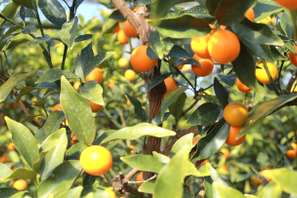 アレンジ自在！ ビタミンたっぷりの天然サプリ・完熟キンカン「たまたま」 画像