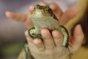 ガッキーも飼ってる 爬虫類女子、必見！ 「iZoo」で爬虫類の赤ちゃんを抱っこしよう！ 画像