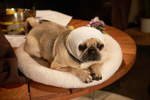 パグ犬の“ガンジー”、ホロコースト研究にひと役買う!?『ブルーム・オブ・イエスタデイ』 画像