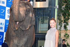 土屋アンナがゾウ同伴でカーペット闊歩！ 画像