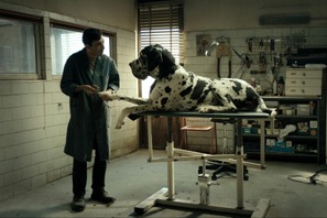 マッテオ・ガローネ監督最新作、犬たちが目撃する不条理な人間の世界…『ドッグマン』予告編 画像