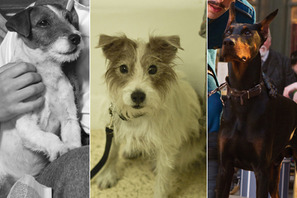 人間以上にバトル過熱化? 巨匠&名優が擁立する、アカデミー賞級の“犬”たち 画像