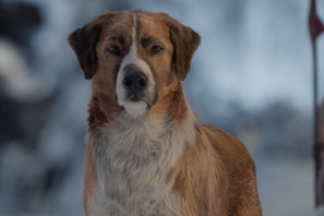 やんちゃな名犬バックの動きに注目『野性の呼び声』冒頭映像公開！ 特別アートのプレゼントキャンペーンも 画像