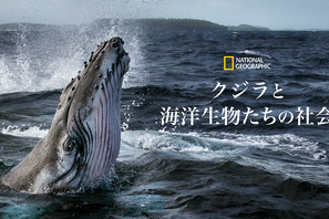 “地球を考える”アースデイに観たい！「クジラと海洋生物たちの社会」ほか圧巻のドキュメンタリー 画像