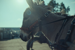 主人公の瞳に映るものとは…アカデミー賞ノミネート『EO イーオー』場面写真公開 画像