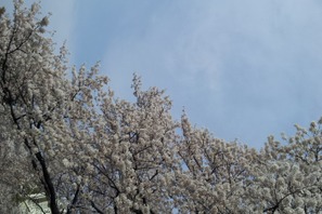 【MOVIEブログ】桜舞う人事異動 画像