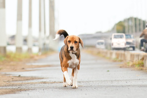 一匹の保護犬の感動の実話『石岡タロー』東京公開決定 画像