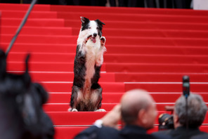 第77回カンヌ国際映画祭が開幕！昨年のパルムドール『落下の解剖学』の俳優犬メッシが登場、注目を浴びる 画像