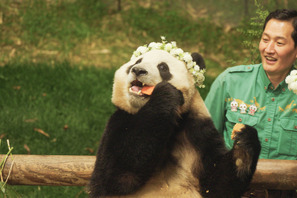 花冠をつけたフーバオと優しい視線で見つめる飼育員に癒される！『私の親愛なるフーバオ』 画像