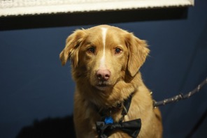 犬視点のホラー映画『GOOD BOY』の主演犬・インディがアストラ映画賞受賞 イーサン・ホーク、サリー・ホーキンスら退け「動物」として初の快挙 画像