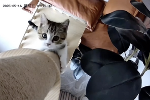 猫好き必見！かわいい“猫”の場面写真＆ぬりえが公開『CatVideoFest』 画像