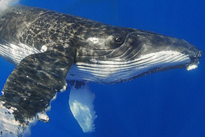 『ディープ・ブルー』の感動が再び　『アース』日本語版ナレーターが渡辺謙に決定！ 画像