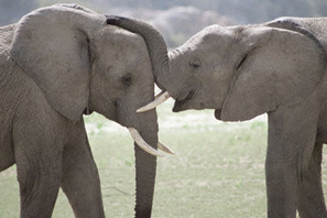 今だからこそ地球から命の尊さを学ぶ　『アース』こどもキャンペーン実施決定 画像