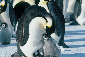 『皇帝ペンギン』レビュー 画像