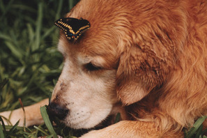 芸術の秋。映像のアートに浸る vol.1　犬と一緒に「The True Store and Gallery」へ 画像