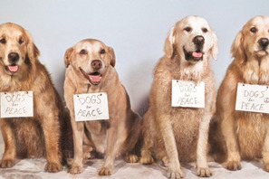 『トゥルーへの手紙』レビュー 画像