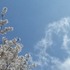 息子が生まれた日の空。桜満開。