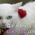 『猫侍　南の島へ行く』マナーCM　(C)2015「続・猫侍」製作委員会