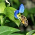 銀座三越で「銀座の屋上でミツバチの里づくり！」イベント開催
