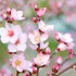 アーモンドの開花