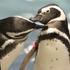 身体をきれいにし合うペンギンたち （写真提供：すみだ水族館）