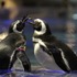 恋の季節真っ只中のペンギンたち （写真提供：すみだ水族館）