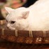 「猫侍 いやし猫DVD まるっと玉之丞」未公開写真　ｰ(C)2016「猫侍SP」製作委員会