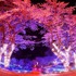 さがみ湖イルミリオン―夜桜イルミネーション