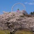 起伏に富んだ地形を活かし、見下ろすことも見上げることもできるように桜が植えられている