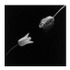 Tulip, 1984 Gelatin Silver Print (C) Robert Mapplethorpe Foundation. Used by permission.