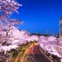 東京ミッドタウン　昨年の桜の開花の様子