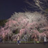 夜桜とともに感じる、春の足音。「六義園しだれ桜ライトアップ」