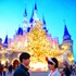 TDLで話題の生木のクリスマスツリー☆(C) Disney