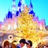 TDLで話題の生木のクリスマスツリー☆(C) Disney