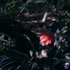 『椿の庭』（C）2020 “A Garden of Camellias” Film Partners