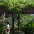 『椿の庭』（C）2020 “A Garden of Camellias” Film Partners
