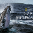 「クジラと海洋生物たちの社会」（C） 2021 NGC Network US, LLC. All rights reserved.