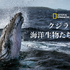 「クジラと海洋生物たちの社会」　（C） 2021 NGC Network US, LLC. All rights reserved.