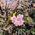 2月20日に撮影した「河津桜」