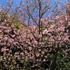 イクスピアリの「河津桜」