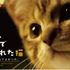 『ルー、パリで生まれた猫』ムビチケ　© 2023 MC4–ORANGE STUDIO–JMH & FILO Films