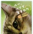 『ルー、パリで生まれた猫』猫チラシ　© 2023 MC4–ORANGE STUDIO–JMH & FILO Films
