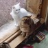 『ルー、パリで生まれた猫』　© 2023 MC4–ORANGE STUDIO–JMH & FILO Films