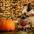 『映画 ひつじのショーン かぼちゃ畑の怪物！』© 2026 / AARDMAN ANIMATIONS Ltd - All Rights Reserved