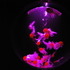 金魚が泳ぐ納涼美。アートアクアリウム2013が日本橋で開催