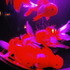 金魚が泳ぐ納涼美。アートアクアリウム2013が日本橋で開催