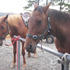 「Cape Farewell Horse Treks」の馬たち