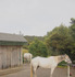 「Cape Farewell Horse Treks」